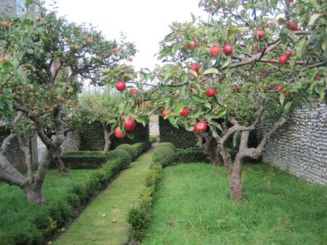 Small Garden Orchard, Backyard Orchard, Apple Garden, Fruit Tree Garden, Orchard Design, Garden Rock Border, Orchard Garden, Apple Trees, Walled Garden