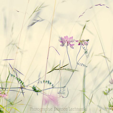 by Beatrice Lechtanski Album Prints, Flower Pastel, Alternative Living, Wild Grasses, Summer Loving, Flower Landscape, Delicate Flowers, Fine Art Photography Print, Jolie Photo