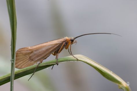 Caddis fly Insect Pictures, Leather Burning, Caddis Fly, Female Angler, Aquatic Insects, Pictures Of Insects, Insect Photos, Caddis Flies, Fly Casting