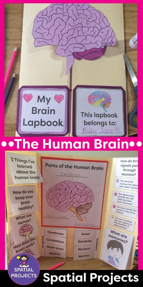 Math Lapbook, Sel Crafts, Brain Project, Key Graphic, Human Body Projects, Writing Story, Brain Craft, Human Body Activities, Mindset Activities