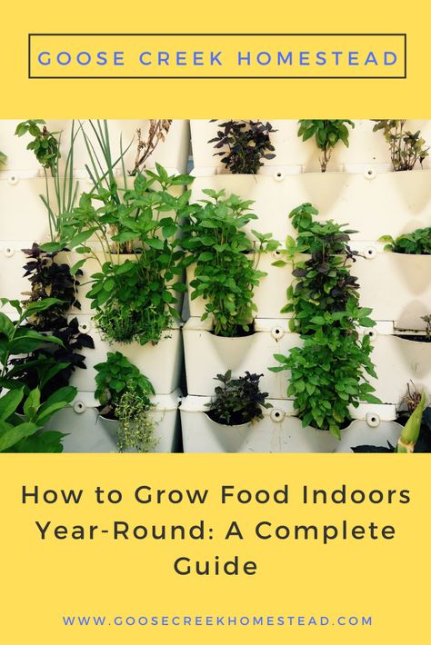 Grow Food Indoors Year Round, Food Plants To Grow Indoors, Indoor Food Garden, Grow Food Indoors, Year Round Indoor Salad Gardening, Grow Fruit Indoors, Organic Fertilizer For Vegetables, Indoor Garden Rooms, Food Growing