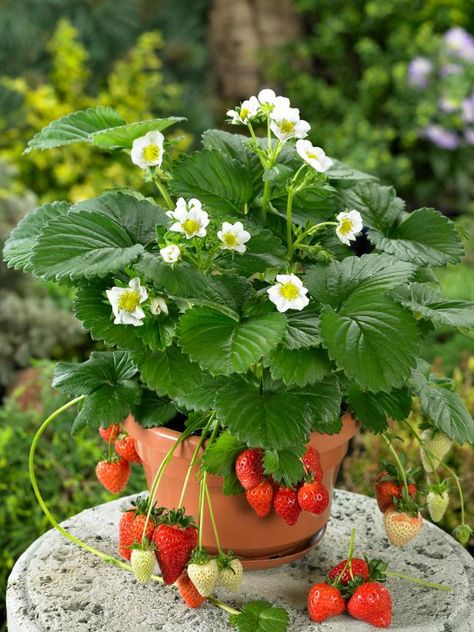 Strawberries In Containers, Growing Raspberries, Strawberry Pots, Strawberry Planters, Strawberry Seed, Strawberry Garden, Strawberry Flower, Growing Strawberries, Home Garden Plants