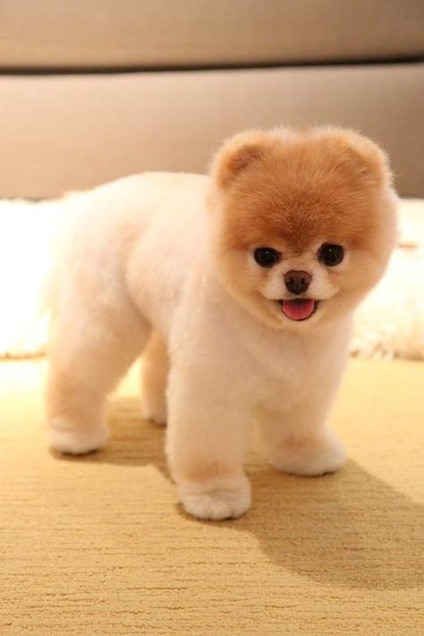 35 Pomeranian Haircuts for Dog Lovers ... Boo The Cutest Dog, Pomeranian Boo, World Cutest Dog, Boo The Dog, Dog Haircuts, Psy I Szczenięta, Cute Pomeranian, Famous Dogs, Dog Pics