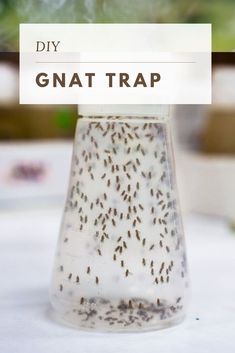 How To Get Rid Of Knats In My Plants, How To Get Rid Of Gnats And Fruit Flies, Diy Gnat Repellant, Gnat Repellant Indoor, How To Get Rid Of Fruit Flies In Plants, Gnats Outside How To Get Rid Of, Natural Gnat Repellant, Rid Of Fruit Flies In House, How To Get Rid Of Gnats In The Kitchen