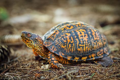 Salamander Tattoo, Eastern Painted Turtle, Tortoise Art, Musk Turtle, Eastern Box Turtle, Biology Lab, Kawaii Turtle, Painted Turtle, North American Animals