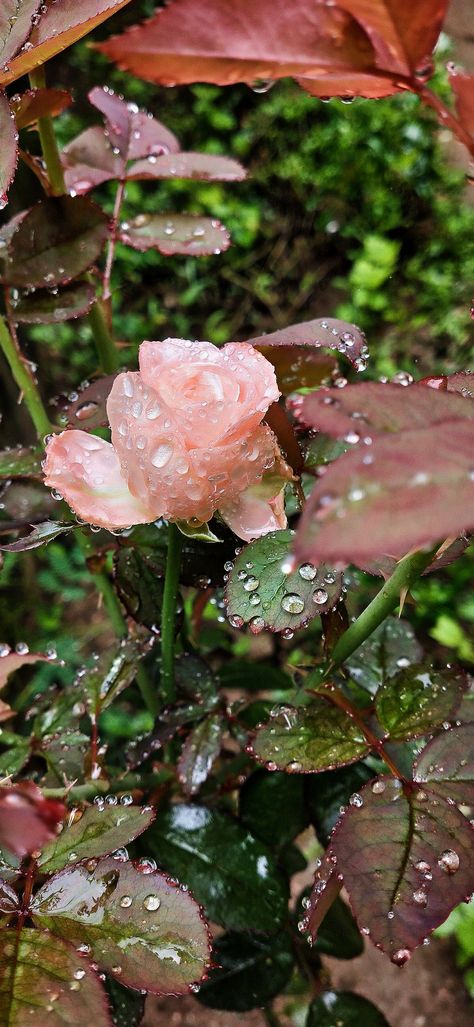 "This image showcases a beautiful pink rose in the rain. The raindrops are visible on the petals and leaves, creating a soft and dreamy effect. The bright pink color of the rose provides a beautiful contrast against the muted tones of the background. Enjoy the beauty of nature in this captivating rose in rain picture." April Rain Aesthetic, Spring Rain Wallpaper, Raindrop Aesthetic, Rainy Spring Aesthetic, Spring Rain Aesthetic, Rain On Flowers, Roses In Rain, Raindrops Aesthetic, Collage Clippings