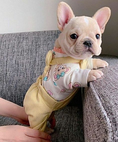 Cream French Bulldog, Big Dogs Breeds, Biggest Dog In The World, Baby French Bulldog, Biggest Dog, Cute Bulldog Puppies, Cute Fluffy Dogs, Really Cute Puppies, Bulldog Funny