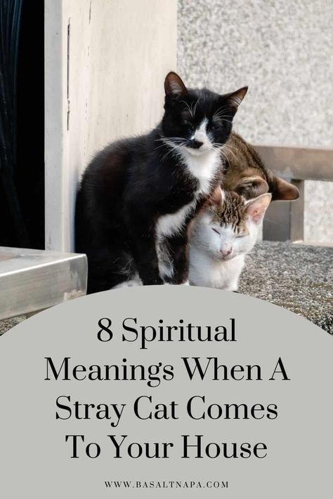 8 Spiritual Meanings When A Stray Cat Comes To Your House Spiritual Meaning Of Cats, Cat Spirit Animal Meaning, Cat Colors Meaning, Cats Spirituality, Cats Spiritual, Stray Cat House, Cats Meaning, Cat Spiritual Meaning, Cat Meaning