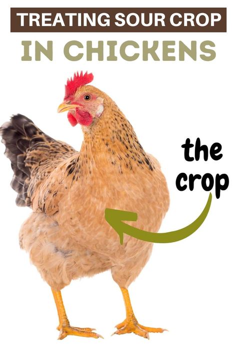 As a chicken keeper, you must be aware of the common ailments that can occur in your flock and know how to treat them. One such ailment is sour crop, which can be fatal to poultry if left untreated. In this article, we explain what sour crop is as well as what causes it and how to treat it. Sour Crop In Chickens, Candida Yeast Infection, Chicken Care, Chicken Ranch, Candida Yeast, Backyard Poultry, Digestion Process, Chicken Food, Chicken Feed