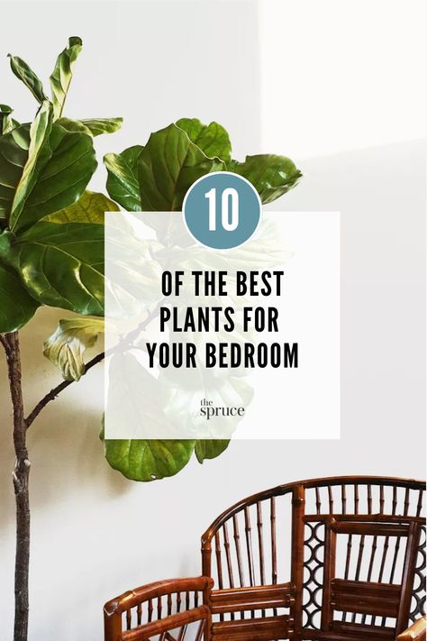 Plants are perfect for beautifying any bedroom and can also help purify the air for a better night's rest. Here are 10 plants we'd recommend adding to your bedroom. Indoor Plants Decor Bedroom, Indoor Plants Bedroom, Bedroom Plants Decor, Best Plants For Bedroom, Low Maintenance Indoor Plants, Indoor Plants Low Light, Tropical Bedrooms, Hanging Plants Indoor, Best Indoor Plants