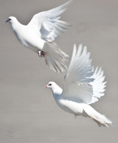 because of their ethereal quality and their ability to ascend , throughout history they have become a symbol for the soul ...................... White Things, Dove Pigeon, Frida Art, White Birds, White Doves, White Bird, Birds Flying, Guided Meditation, 귀여운 동물