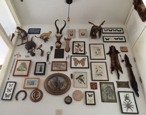 Full wall display of taxidermy, skulls, insect mounts, antique animal prints, etc. Deer Skull Gallery Wall, Gallery Wall With Taxidermy, Office With Taxidermy, Collections Of Objects Display Ideas Wall Art, Skulls On Wall, Deer Trophy Wall Display Ideas, Classy Taxidermy Decor, Animal Skull Wall Decor, Taxidermy Gallery Wall