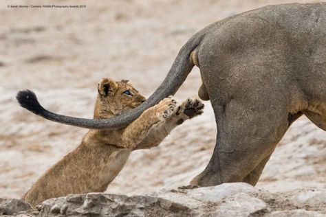 Animals Doing Funny Things, Comedy Wildlife Photography, Photography Funny, Wild Animals Pictures, Funny Animal Photos, Funny Photography, Wildlife Photos, Amazing Sunsets, Silly Animals