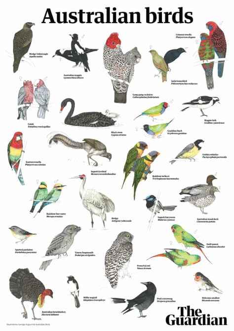 Australian bird of the year 2021: free downloadable poster | Australian bird of the year (2021) | The Guardian Nature, Australian Birds Art, Native Australian Birds, Australia Birds, Australia Garden, Australian Insects, Pig Breeds, Australian Fauna, Black Cockatoo