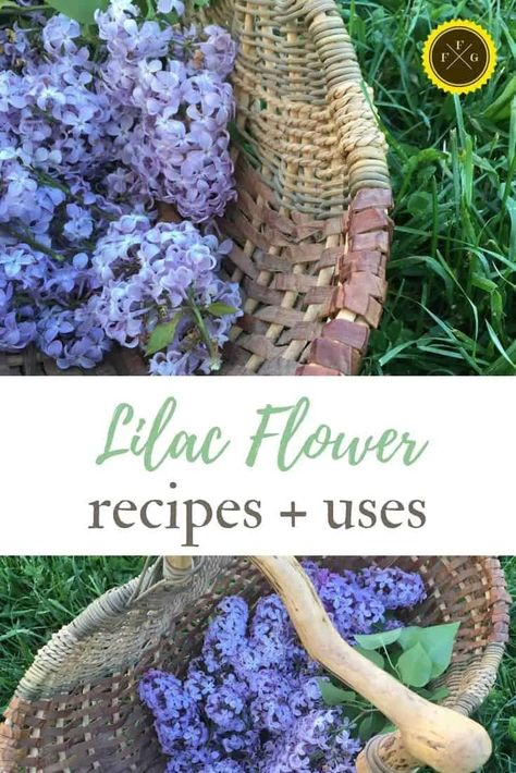 Wonderful lilac flower recipes Uses For Lilac Flowers, Herbalist Apothecary, Flowers Recipes, Homestead Skills, Flower Recipes, Edible Flowers Recipes, Wild Food Foraging, Healthy Fruits And Vegetables, Types Of Herbs