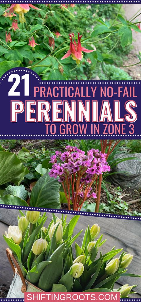 21 Practically No-Fail Perennials to Plant in Zone 3 Zone 2 Perennials Landscapes, Zone 3 Flowers, Zone 3b Gardening Plants, Zone 4 And 5 Perennials, Zone 3b Perennials, Zone 4b Landscaping, Zone 3 Landscaping Front Yards, Zone 3 Shade Perennials, Zone 2 Perennials