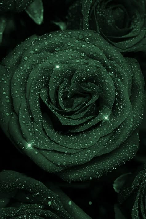 Smaragd Green, Dark Green Aethstetic Wallpaper, Dark Emerald Green Aesthetic Wallpaper, Dark Green Royal Aesthetic, Royal Green Aesthetic, Emerald Green Asthetics Wallpaper, Flowers Green, Green Roses, Dark Green Roses Wallpaper