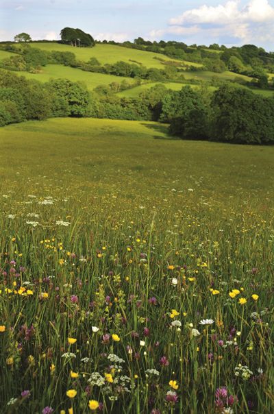 All The Bright Places, Wild Flower Meadow, Arte Inspo, The Meadows, Garden Cottage, Nature Aesthetic, Flower Field, Green Aesthetic, Farm Life