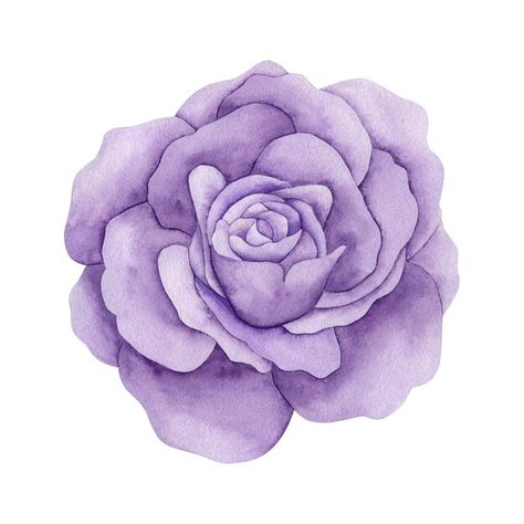 Watercolor illustration of a rose on a w... | Premium Photo #Freepik #photo #watercolor-vintage #rose-design #blue-rose #watercolor-roses Elegant Flowers, Watercolor Rose, Watercolor Illustration, White Background, Tulips, Clip Art, Purple, Flowers, Color