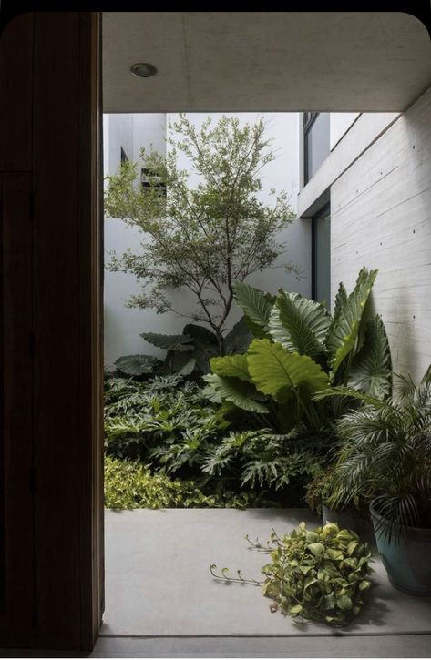 Tropical Patio, Tropical Landscape Design, Small Courtyard, Balkon Decor, Tropical Garden Design, Tropical Backyard, Tropical House, Small Garden Design, Interior Garden