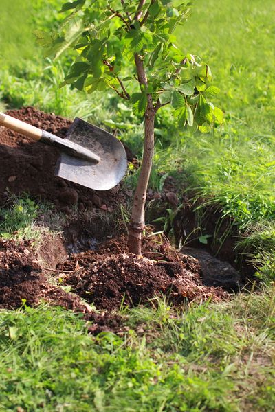 Watering Trees Ideas, Planting Trees Aesthetic, Planting A Tree Aesthetic, Quick Growing Trees, Tree Planting Aesthetic, Staking Young Trees, Asthetic Wall Pictures, Stepping Stones Garden, Vitex Tree