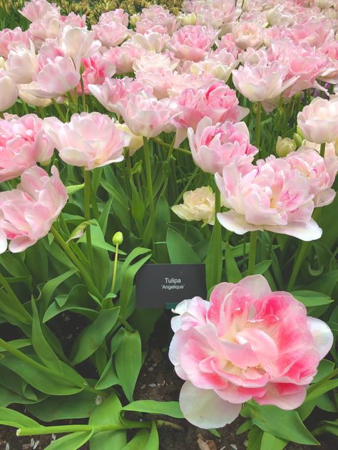 Angelique Aesthetic, Angelique Core, Tulip Angelique, Flowers Garden Aesthetic, Angelique Tulip, Aesthetic Gardening, Tulips Garden, Garden Aesthetic, Garden Plans