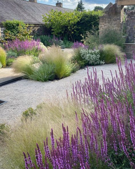 Gravel Garden Front Yard, Salvias In The Garden, Garden Gravel, Salvia And Lavender Garden, Garden Plants Ideas, Salvia Plant, Garden Flowers, Gravel Garden Ideas, Salvia Purple