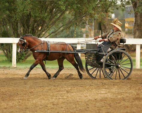 This is how the members of Rachel's family get around the neighborhood. Driving a pony cart! Pony Cart, Driving Horses, Welsh Pony And Cob, Driving Aesthetic, Mini Horses, Carriage Driving, Welsh Pony, Short Silver Hair, Mini Horse