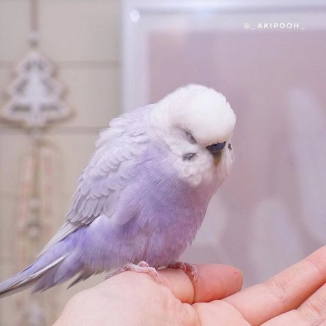 Purple Budgie, Purple Parakeet, Purple Parrot, Purple Animals, Purple Bird, Pretty Animals, God Art, Cute Birds, Purple Aesthetic