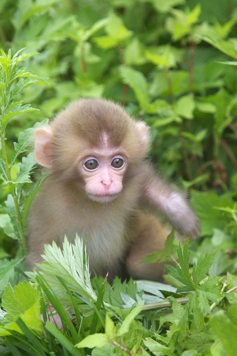 Masashi Mochida Follow Sweet Baby Fox, Animals