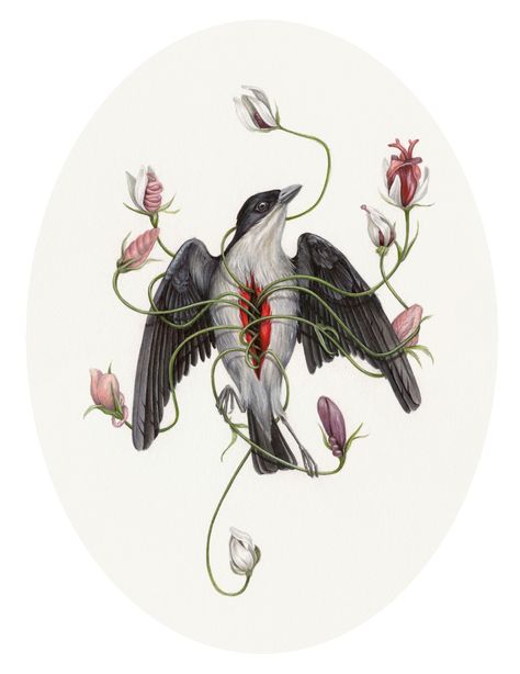 CHRISTINA MROZIK — Cebu Flowerpecker Christina Mrozik Art, Cebu Flowerpecker, Tegan White, Christina Mrozik, Nightingale Bird, Olaf Hajek, Metamorphosis Art, Minimalist Tattoo Ideas, Mother Tongue