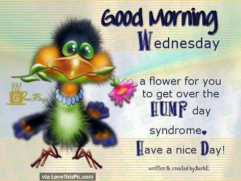 Good Morning Wednesday Heres a Flower For You To Get Over Hump Day Cold Wednesday Morning, Wendsday Morning Quotes, Hump Day Humor Wednesday, Humpday Humor, Good Wednesday Morning, Happy Hump Day, Wednesday Hump Day, Hump Day Quotes, Hump Day Humor