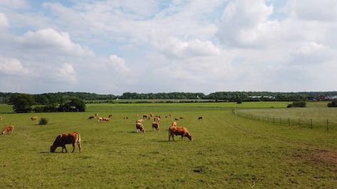 Walking, Person Walking, Free Stock Video, The Field, Free Photos, Agriculture, Stock Video, High Resolution, Resolution