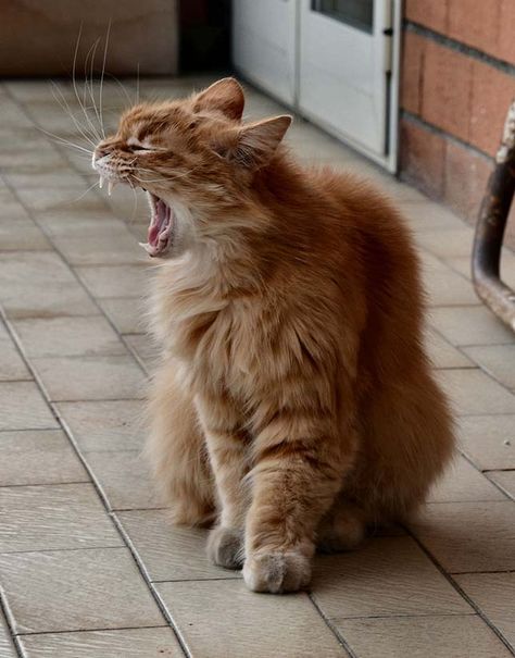 42 photos of cats yawning | MNN - Mother Nature Network Cats Yawning, Cat Yawning, Photos Of Cats, Home Environment, Best Tweets, Mom Art, Sleepy Cat, Cat Behavior, Cat 2