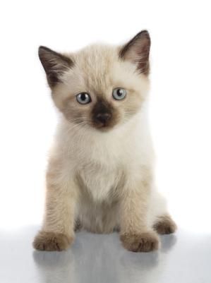 siamese kitten--  love love mine..  she looked exactly like this when we went to get her..She is a NC tornado survivor..... Small Kitten, Söt Katt, Siamese Kittens, Image Chat, Kitten Love, Kitten Pictures, Cute Cats And Kittens, Kitten Adoption, Cat Care