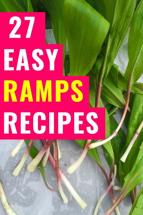 Whether you are foraging or buying them from the farmers markets. Also known as wild leeks, ramson, alliums and wild garlic, here are 27 easy ramp recipes to make this spring. One of the tastiest wild foods, ramps are foraged food that have an onion or garlic flavour that is delicious.  #wildfood #foraging #springrecipes #vegetarian #vegan Wild Leeks Recipes, Ramp Recipes Wild, Wild Ramp Recipes, Ramps Recipe, Ramp Recipes, Wild Leeks, Wild Ramps, Wild Recipes, Foraging Guide