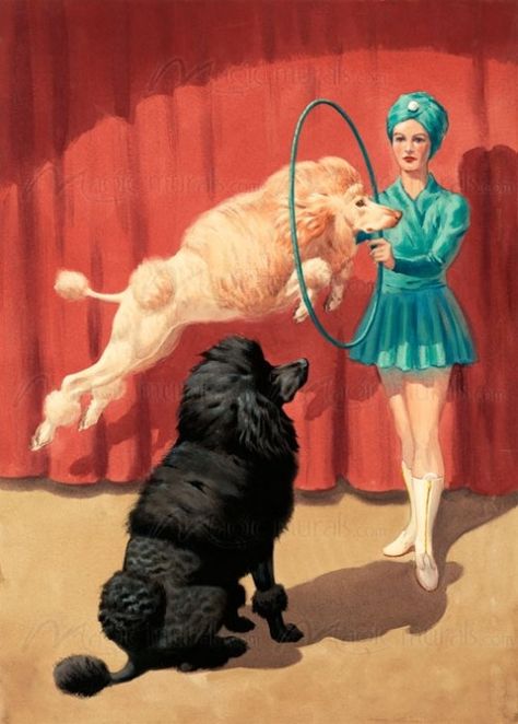 French poodle jumps through a hoop during a circus performance ... Poodle Party, Poodle Cuts, Dogs Playing, Circus Poster, French Poodles, Circus Circus, Poodle Love, Vintage Poodle, Circus Art