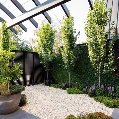 Ian Barker Gardens on Instagram: "A simple yet effective planting palette. We planted Pyrus calleryana 'Capital' to shield the extension next door, while Ficus pumila was used to cover the fence and maximise the space in the garden. To underplant, we used Buxus spheres for structural support and Persicaria affinis and Liriope muscari for textural interest. Further along the bluestone path are Pittosporum 'Miss Muffet', which are excellent evergreen shrubs and a great alternative to Buxus.  To view more of our Malvern Entertainer project, head to the link in our bio now 👆" Bluestone Path, Planting Palette, Pyrus Calleryana, Ornamental Pear Tree, Liriope Muscari, Ficus Pumila, Green Fence, Garden Inspo, Planting Ideas