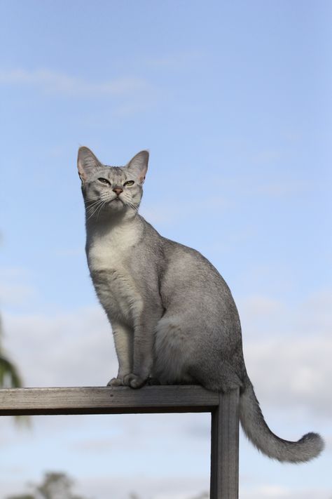 Black and silver Abyssinian female cat Silver Ticked Tabby, Silver Abyssinian Cat, Grey Abyssinian Cat, Cat Art Reference Photo, Blue Abyssinian Cat, Cat Reference Poses, Dynamic Cat Poses, Cat Reference Photo, Cats Poses