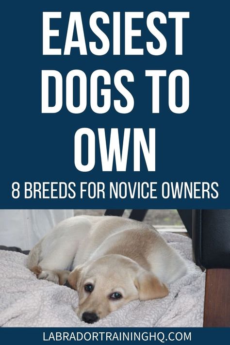 Easiest Dogs To Own – 8 Breeds For Novice Owners - LabradorTrainingHQ Small Dog Breeds Low Maintenance, Service Dogs Breeds, Healthiest Dog Breeds, Low Maintenance Dog Breeds, Best Small Dog Breeds, Calm Dog Breeds, Dog Breeds That Dont Shed, Top 10 Dog Breeds, Family Dogs Breeds