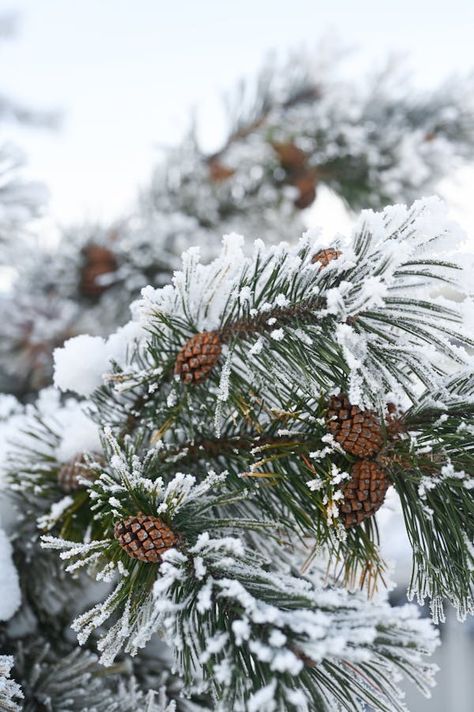 Pine Tree Branches with Cones Covered in Snow in Winter · Free Stock Photo Pine Trees In Snow, Snow On Trees, Winter Widgets, Winter Pines, Snow Trees, Winter Writing, White Trees, Snow Photography, Winter Tree