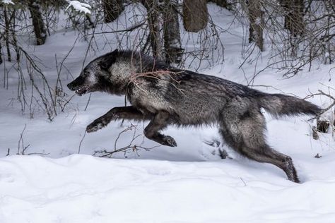 Black timber wolf running through a forest Timber Wolf Photography, Timber Wolf Art, Running Wolf Art, Black Timber Wolf, Wolf Dynamic Pose, Wolf Stretching, Wolf Reference Photo, Black Wolf Photography, Wolf Anatomy