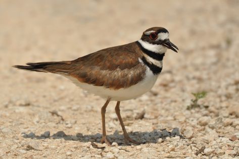 SIB "Bird of the Week" - Killdeer Killdeer Bird, Bluebird Nest, Articles Activities, Horse Pasture, Farm Fields, Seabrook Island, What Is A Bird, Owl Family, Great Horned Owl