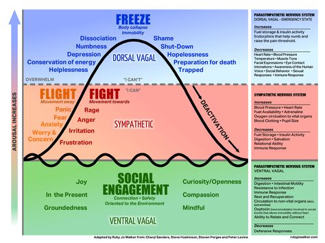 The autonomic nervous system is a control system that regulates bodily functions, over which we have no control such as the heart rate, digestion, respiratory rate, pupillary response etc. The basi… Functional Freeze Response, Dorsal Vagal Shutdown, Regulate Nervous System, Functional Freeze, Dorsal Vagal, Stephen Porges, Freeze Response, Respiratory Rate, Polyvagal Theory