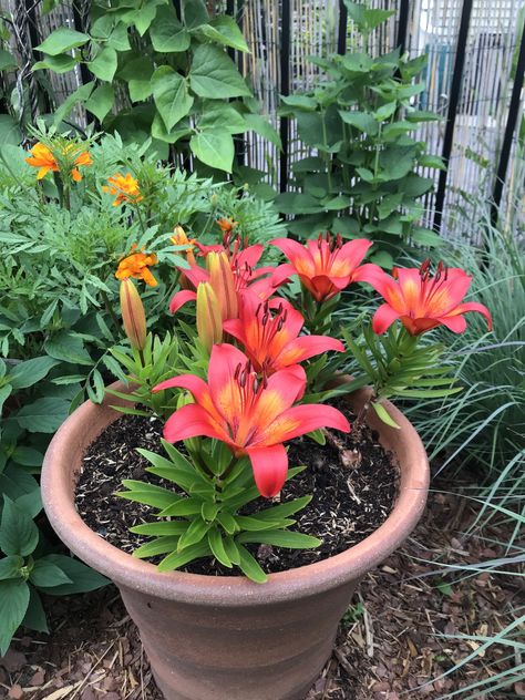 Growing Lilies in Containers - My Northern Garden Growing Lilies, Lily Care, Summer Bulbs, Lily Garden, Easy Plants To Grow, Lily Bulbs, Sun Porch, Asiatic Lilies, Lily Plants