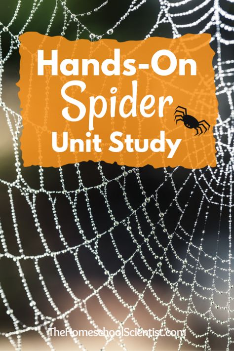 Spider Activity Kindergarten, Spiders Kindergarten Science, Spider Kindergarten Craft, Spider Nature Study, Spider Science Activities, Spider Lessons For Kindergarten, October Unit Study, Spider Inquiry Kindergarten, Spider Unit Preschool