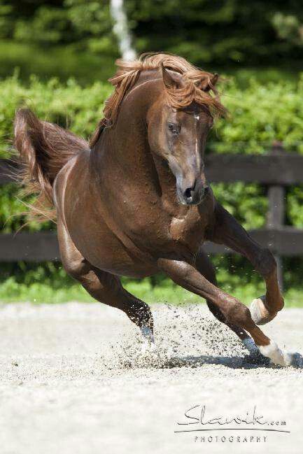 Horse Dynamic Pose, Horse Anatomy, Running Horses, Dynamic Poses, Chestnut, Animal Photography, Art History, Horses, Drawings