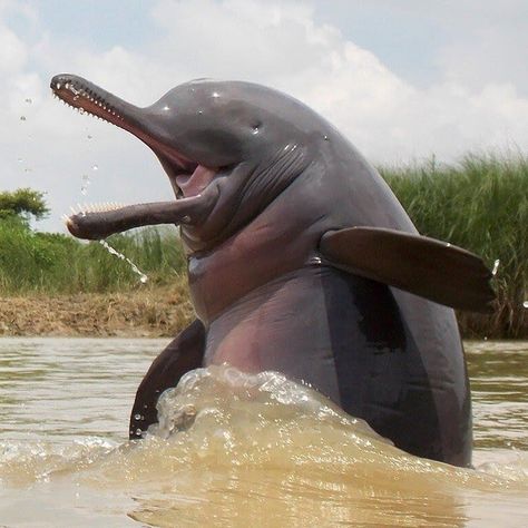 Ben Francischelli (@a_fools_experiment) posted on Instagram: “Absolutely lost in the sauce... The Ganges River dolphin (Platanista) is a true anomaly. They rely almost entirely on their biological…” • Jul 19, 2021 at 4:19am UTC Terrifying Pictures, Ganges River, River Dolphin, Dolphin Lover, Sea Mammal, Marine Mammals, Bird Pictures, Marine Life, Sea Creatures