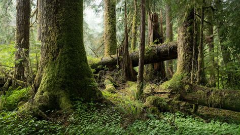 British Forest Aesthetic, Old Growth Forest British Columbia, Old Growth Forest Aesthetic, British Forest, Georgia Forest, Old Growth Forest, Old Forest, Earth Photography, Nature Witch