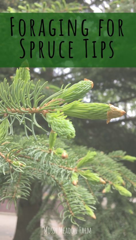 Foraging In Michigan, Foraging Michigan, Dr Seuss Trees, Viking Feast, Fasting Ideas, Medicinal Herbs Remedies, Sustainable Homestead, Spruce Tips, Food Foraging